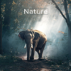 Nature wallpaper downloader HD icon