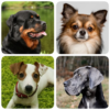 Dog Breeds Quiz about dogs! icon