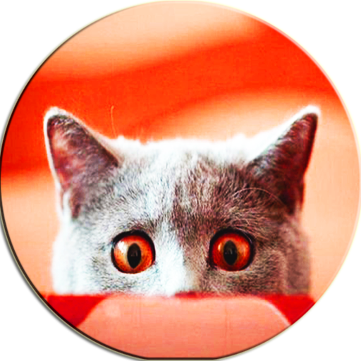 Scare Cats Sound Cat Prank icon