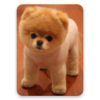 Dogs Wallpapers icon