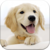 Dog Pairs Memory Match Game icon