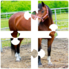 Puzzle Horses 2015 icon