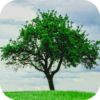 Tree Wallpapers icon