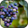 Grapes wallpapers icon