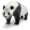 Amazing Panda Facts icon