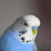 Parakeet Sounds icon