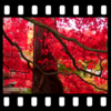 Autumn Maple Leaves Video Wallpaper icon