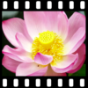 Lotus Video Live Wallpaper icon