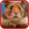 Funny Hamster Videos icon