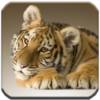 Tigers HD Wallpapers icon