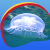 Cool Jellyfish Live Wallpapers icon