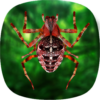 Jumping Spider Fear Reflex test Fun icon