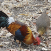 Red Junglefowl and Bird Sounds icon