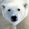 Save the Arctic!! LWP FREE icon