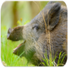 Boar sounds icon