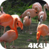 4K Flamingo Video Live Wallpapers icon