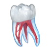 Dental 3D Illustrations icon