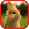 Cute Rabbit Wallpapers icon