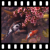 Sakura Garden With Koi 3D Wallpaper icon