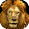 Lions Live Wallpaper icon