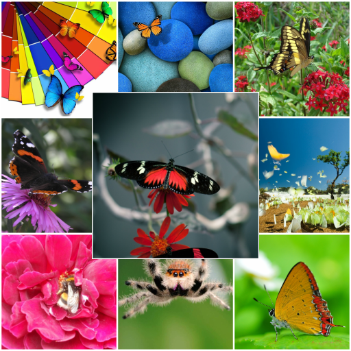 Insects wallpapers icon