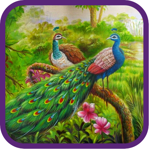 Peacock Beauty Pics icon