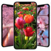 Spring Wallpapers icon