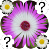 Flowers Memory Game 2015 icon