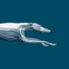 Greyhound: Buy Bus Tickets icon