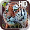 Tiger Live Wallpaper icon