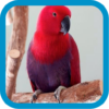 Beautiful Parrots icon