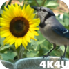 4K Birds Bath Live Wallpapers icon