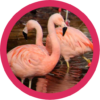 Beautiful Flamingo WP icon