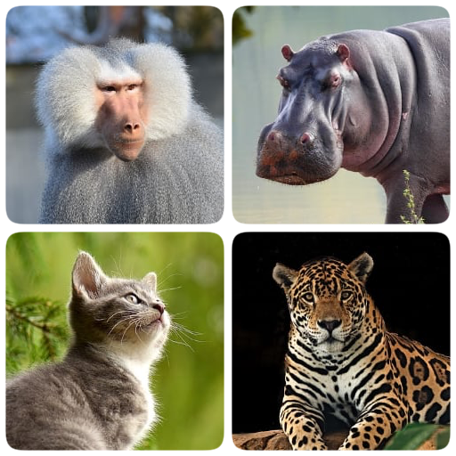 Mammals – Learn All Animals in FotoQuiz! icon