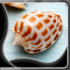 Shell Live Wallpapers icon