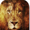 Lion Pride HD Wallpapers icon