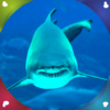 Sharks Live Wallpapers icon