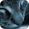 Sleepy Cat Live Wallpaper icon