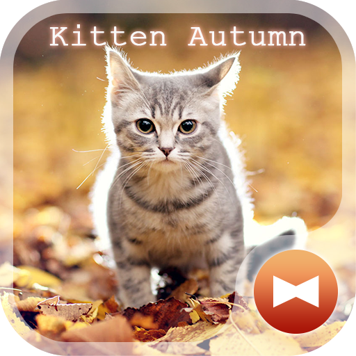 Kitten Autumn CatTheme icon