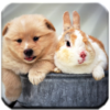 Cute Animal HD Wallpapers icon