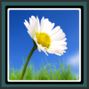 Live Wallpapers – Daisy icon