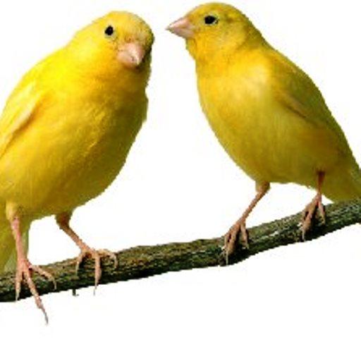 Canaries Info icon