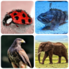 Animals Quiz about Mammals! icon