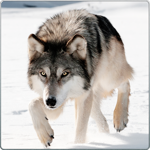 Wild Wolf Attack Simulator 3D icon