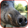 Wild Boar Hunting Calls icon