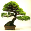 Bonsai Tree icon