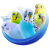 Alen AxP Budgie Community icon