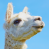 Super Llama Chase icon