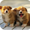 Cute Puppy HD Wallpapers icon