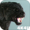 4K Puma vs Cat Video Live Wallpaper icon